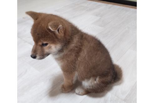成約済の秋田県の柴犬-360816の4枚目